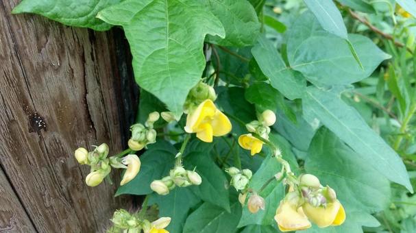 ヤブツルアズキあるいはノアズキの花 ヤブツルアズキあるいはノアズキの花の写真