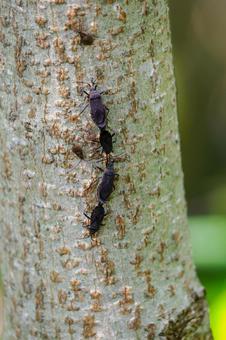 Photo, insect, large-headed stink bug, creatures, 