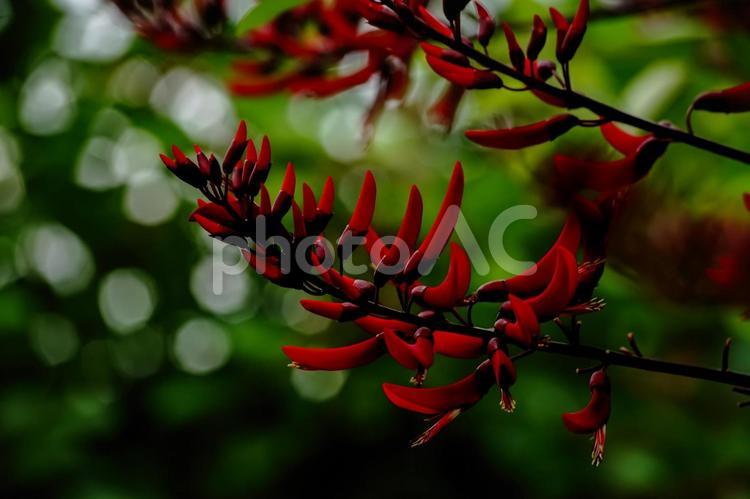 ＜素材＞初夏に咲いたアメリカデイゴの花 アメリカデイゴ,デイゴ,季節の花の写真素材