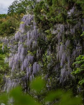 藤の花 藤の花 春,風景,風景写真の写真素材