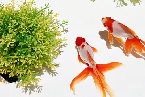 金魚 金魚の写真