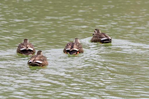 水面を泳ぐカルガモの群れ 水面を泳ぐカルガモの群れ カルガモ,水鳥,鳥の写真素材