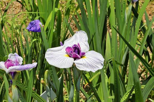 Flower garden, JPG Flower garden, yamato central park, flower garden, iris garden, JPG