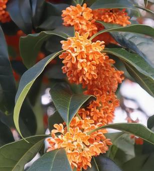 陶酔 金木犀,花,flowerの写真素材