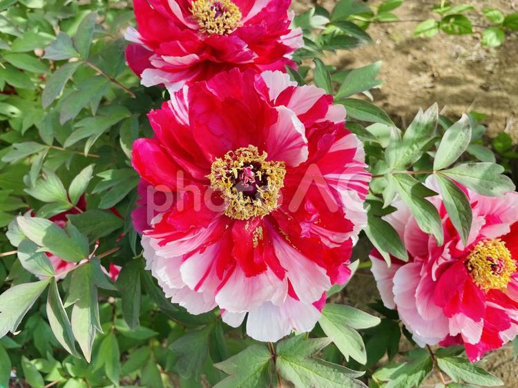 紅白絞り牡丹 ぼたん,牡丹,花の写真素材