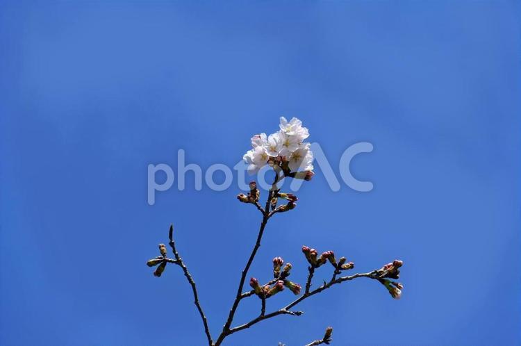 丸山総合公園　桜 植物,公園,丸山総合公園の写真素材