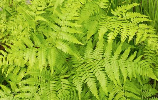 シダ植物 シダ植物 シダ植物,シダ,観葉植物の写真素材
