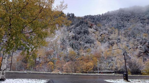 雪景色の紅葉 雪景色の紅葉の写真
