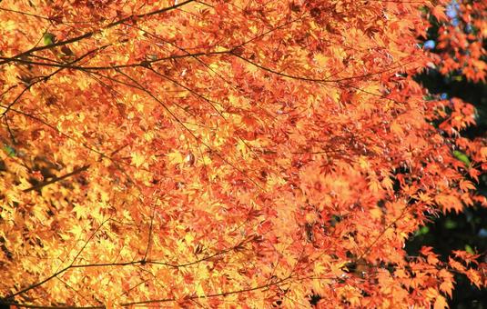 鮮やかなもみじの紅葉 鮮やかなもみじの紅葉の写真