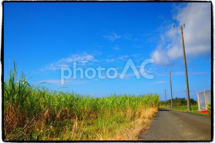 喜界島のサトウキビ畑のある風景 さとうきび,畑,田舎の写真素材