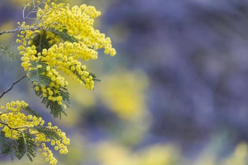 美しいミモザのクローズアップ ミモザ,花,春の写真素材