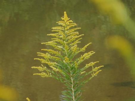 【花の写真】セイタカアワダチソウ 【花の写真】セイタカアワダチソウの写真