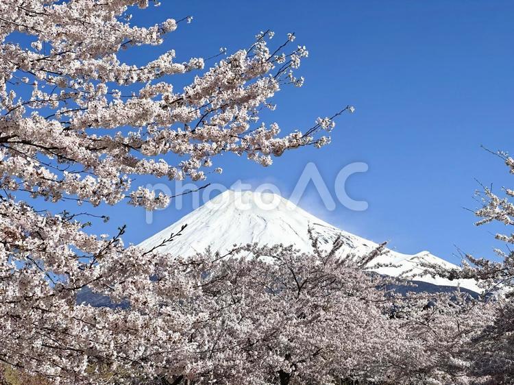 桃色の桜と富士山 富士山,桜,自然の写真素材