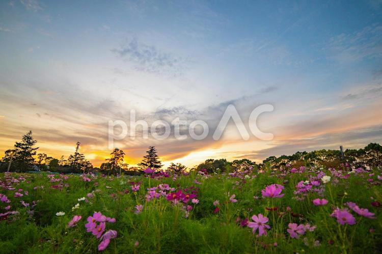 コスモス畑と夕焼け　広角 コスモス畑,夕焼け,秋の写真素材