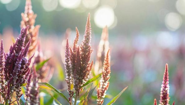 秋の花 ケイトウ 9月 10月 秋の花 ケイトウ 9月 10月の写真