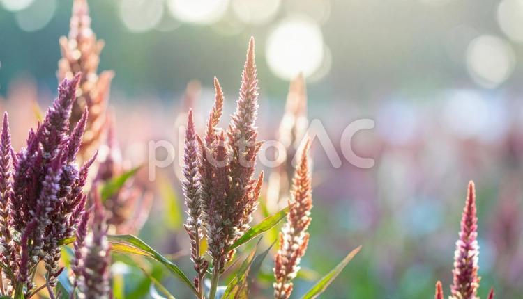 秋の花　ケイトウ　9月　10月 けいとう,秋,秋の草花の写真素材