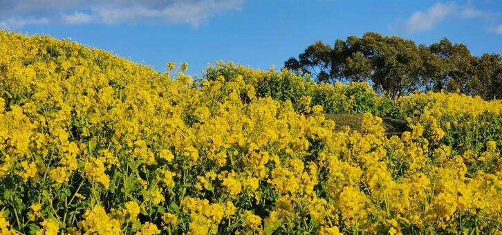 菜の花畑（神戸総合運動公園） 菜の花畑,菜の花,空の写真素材