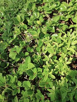 葉っぱ42の写真