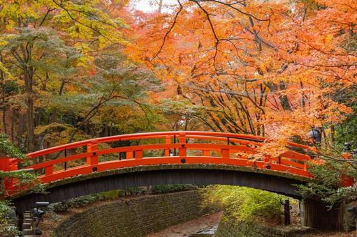 赤い橋と紅葉 赤い橋と紅葉の写真
