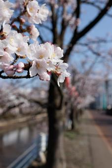 桜 桜の写真
