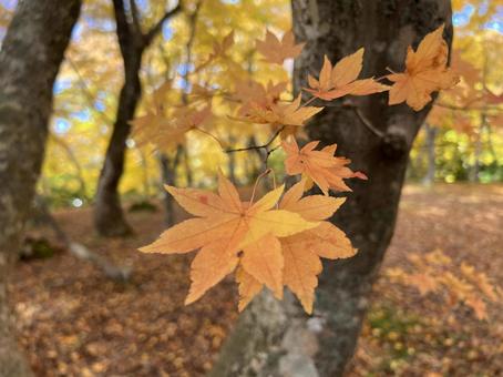 autumn leaves, पतझड़, शरद ऋतु रंग, शरद ऋतु पत्ते, JPG