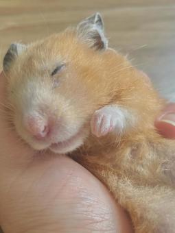 寝ているキンクマハムスターのイメージ ハムスター,キンクマハムスター,ゴールデンハムスターの写真素材