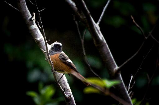 ＜素材＞木の枝にとまるジョウビタキ ジョウビタキ,ヒタキ,雄の写真素材