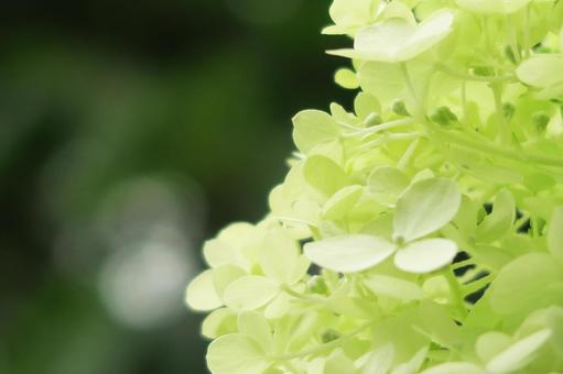 紫陽花(ピラミッドアジサイ) 紫陽花(ピラミッドアジサイ)の写真