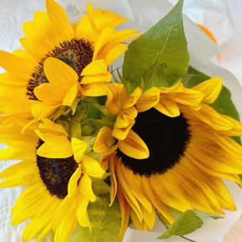 ひまわりのミニ花束 ひまわり,黄色,夏の写真素材