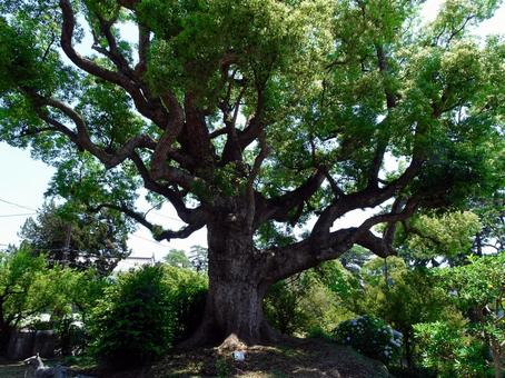 Photo, giant tree, odawara city local culture museum, camphor tree, 