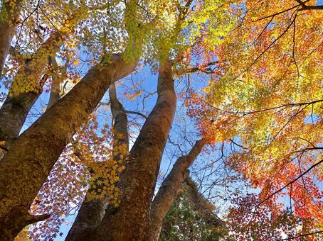 紅葉111 紅葉111の写真