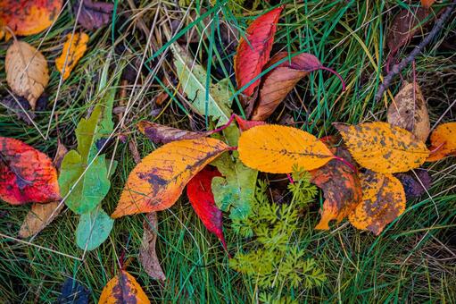 北海道　札幌市の紅葉 北海道,北,札幌市の写真素材