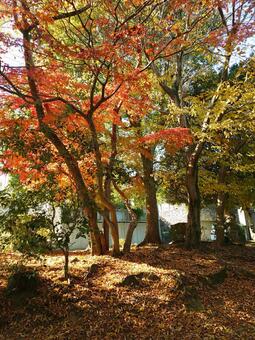 落ち葉の絨毯と木々を通して差し込む光 紅葉,黄葉,秋の写真素材