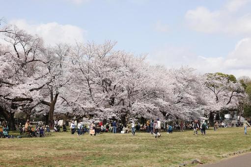 小金井公園の桜 小金井公園の桜の写真