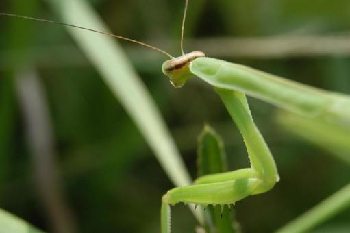 カマキリ カマキリ 昆虫,カマキリ,草の写真素材