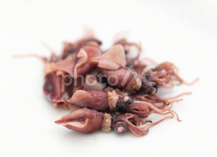 ボイルほたるいか（生食用）兵庫県産 ほたるいか,ボイルほたるいか,ボイルの写真素材