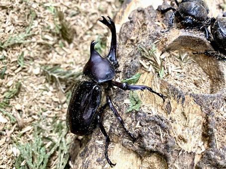 カブトムシ オス カブトムシ オスの写真