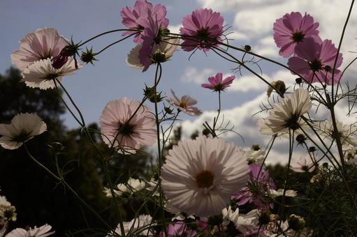コスモス コスモス コスモス,秋桜,秋の写真素材