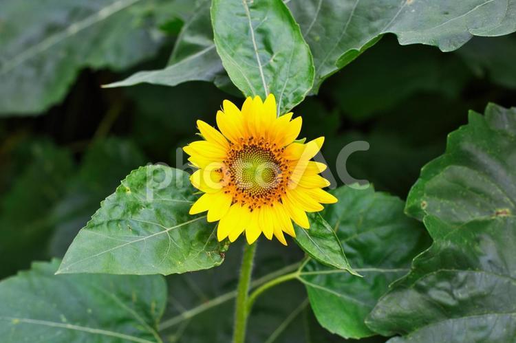 小さなひまわりの花 花,ひまわり,向日葵の写真素材