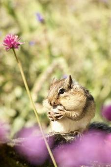 シマリス シマリスの写真