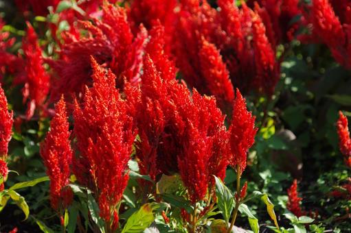 Photo, flower, kaitou, kuju flower park, 
