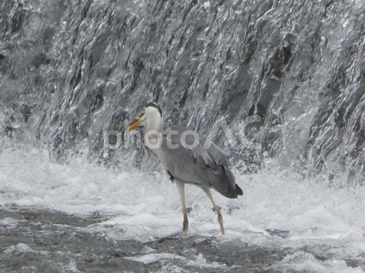 魚を呑み込む前のアオサギ 鳥,野鳥,アオサギの写真素材