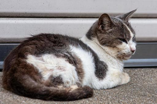 A stray cat lying in front of a shutter, JPG