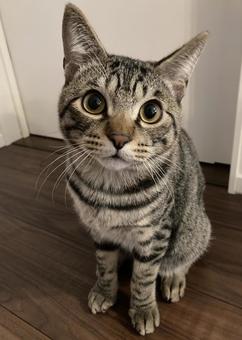 お座り猫 ネコ,キジトラ,子猫の写真素材