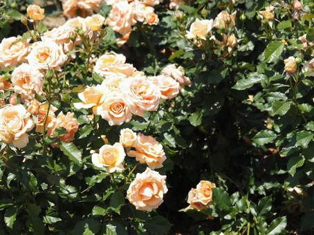 薔薇 薔薇の写真