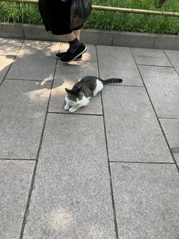 Stray cat, JPG
