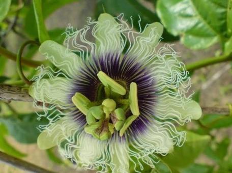 トケイソウの花 トケイソウの花の写真