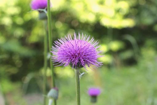 Noa Thistle 3, JPG Noa Thistle 3, JPG
