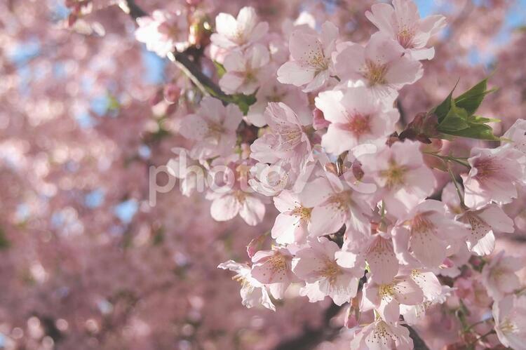 春の日差しに照らされる満開の桜（さくら） 桜,さくら,サクラの写真素材