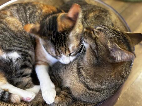 毛繕い かわいい,可愛い,癒しの写真素材